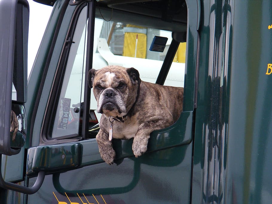 dog, window, truck, semi, pet, animal, transportation, canine, waiting, dog in car