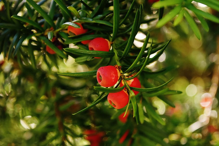 red, fruits, daytime, european yew, taxus baccata, food plant, conifer, yew, needle branch, needles