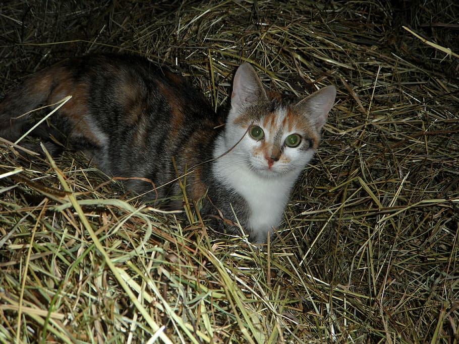 cat, farm, hay, kitten, haystack, domestic Cat, pets, animal, cute, grass