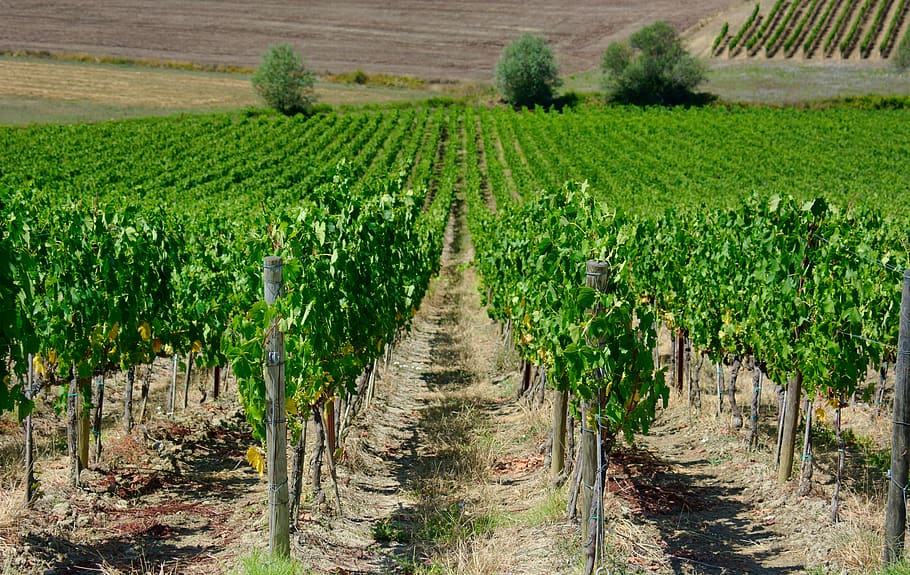 wijnveld, anggur, tanaman merambat, pemandangan, alam, pemeliharaan anggur, kebun anggur, pertumbuhan, pertanian, menanam