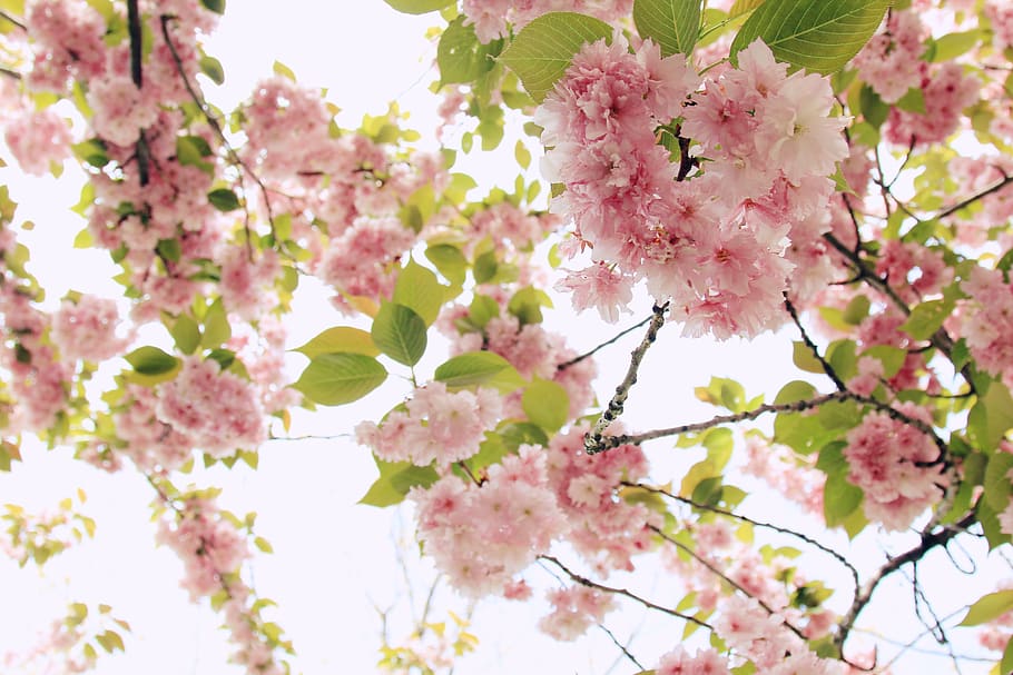 pink, petal, bloom, flower, tree, plant, nature, flowering plant, pink color, freshness