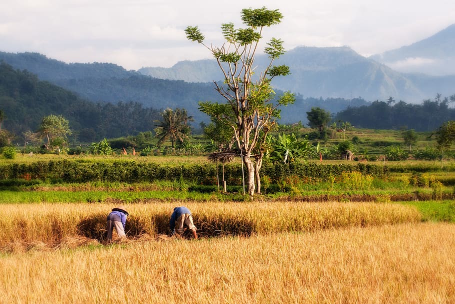 early, Bali, Indonesia, rice, field, plant, tree, beauty in nature, land, scenics - nature