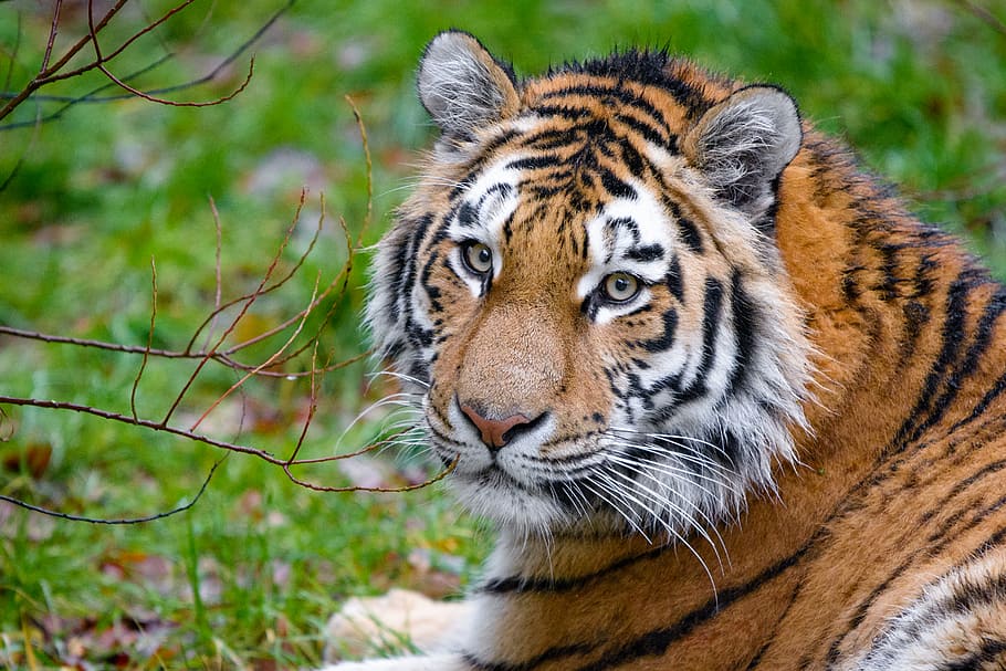 Siberian Tiger, selective, focus, tiger, lying, grass, animal themes, big cat, animal wildlife, animal