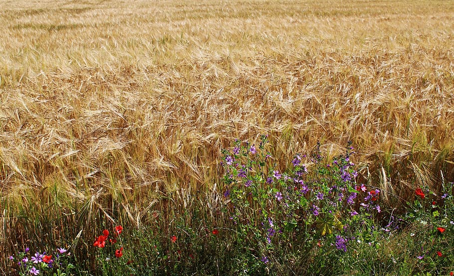 fields, wheat, wheat fields, cereals, epi, agriculture, cultures, field, fleurs des champs, france