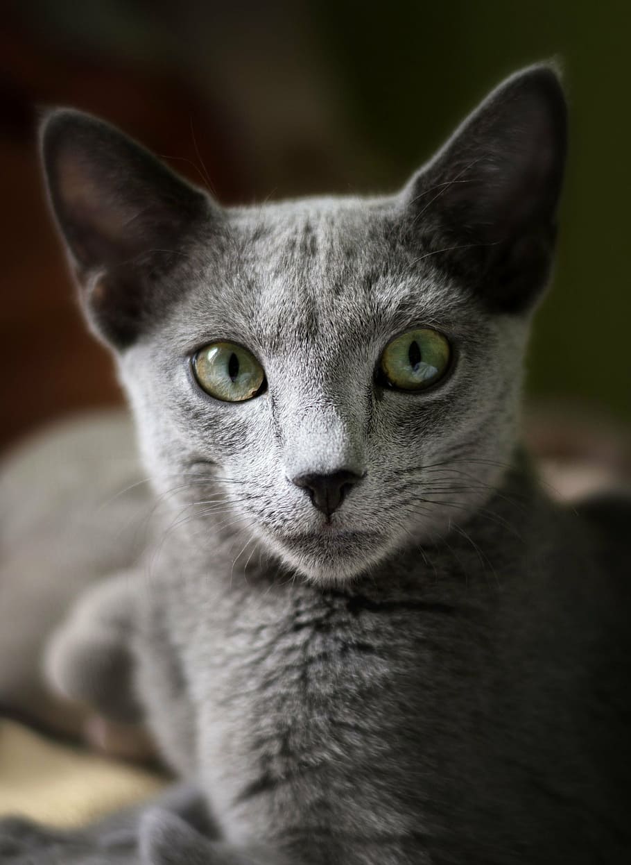 русский голубой котенок, кот, русская голубая кошка, голубой, русский, домашнее животное, животное, портрет, серый, родословная