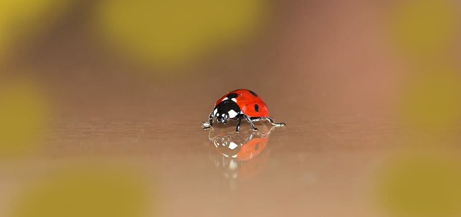red, seven-spotted ladybird, selective-focus photography, ladybug, small, beetle, points, lucky charm, tiny, insect
