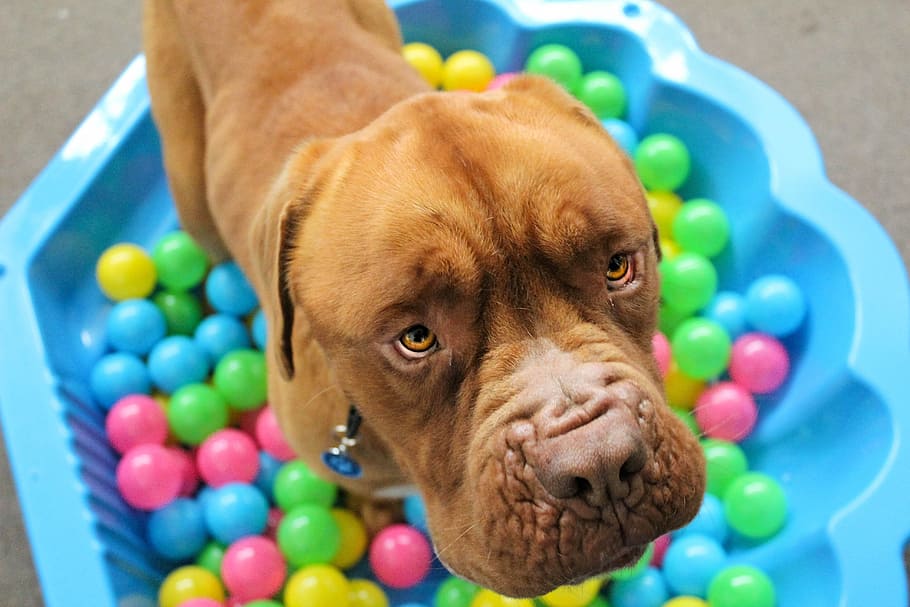 fotografía de primer plano, bronceado, american pit bull terrier, perro, lindo, cachorro, rescate, animal, grande, mascota