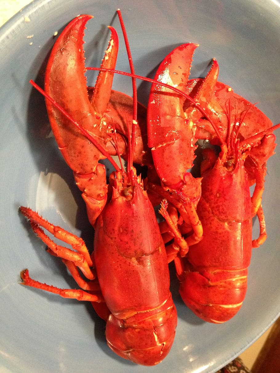 Lobster, Makanan Laut, Pantai Timur, Makan Malam, gourmet, rebus, kerang, masakan, penjepit, cakar