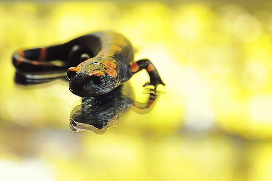 salamander, anatolia, black, yellow, animal themes, animal, animals in the wild, animal wildlife, one animal, insect