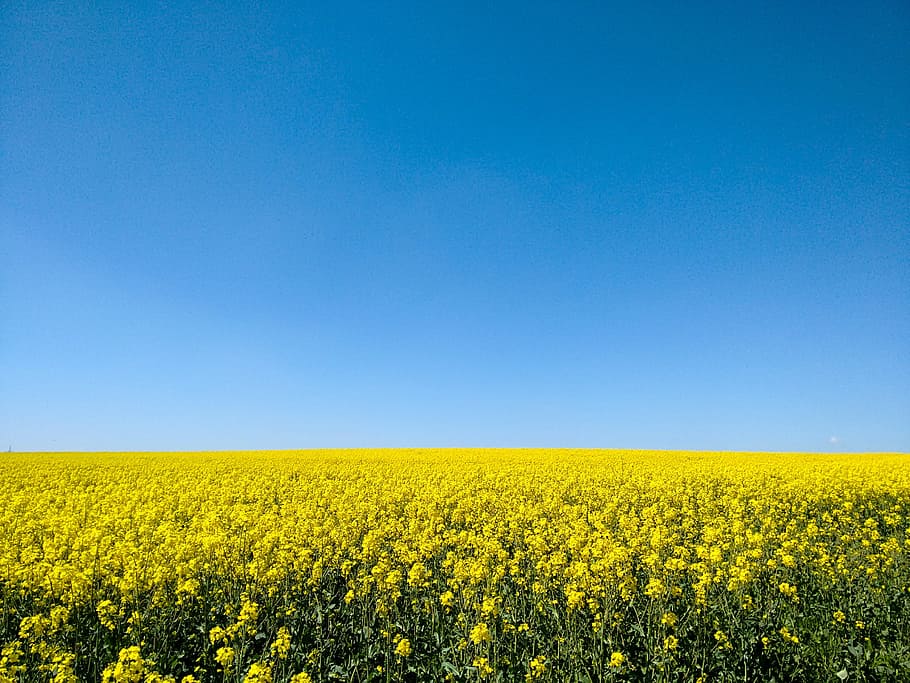 rapeseed flower fields, blue, sky, Oilseed Rape, Field, Yellow, bright, nature, landscape, rape blossom