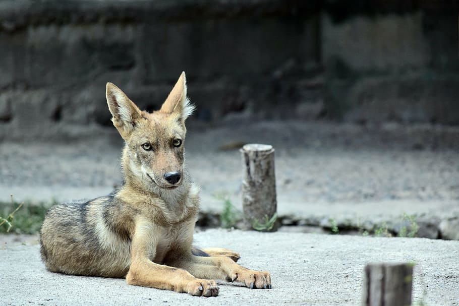 brown coyote, coyote, animal, zoo, nature, outdoors, creature, natural, wolf, one animal
