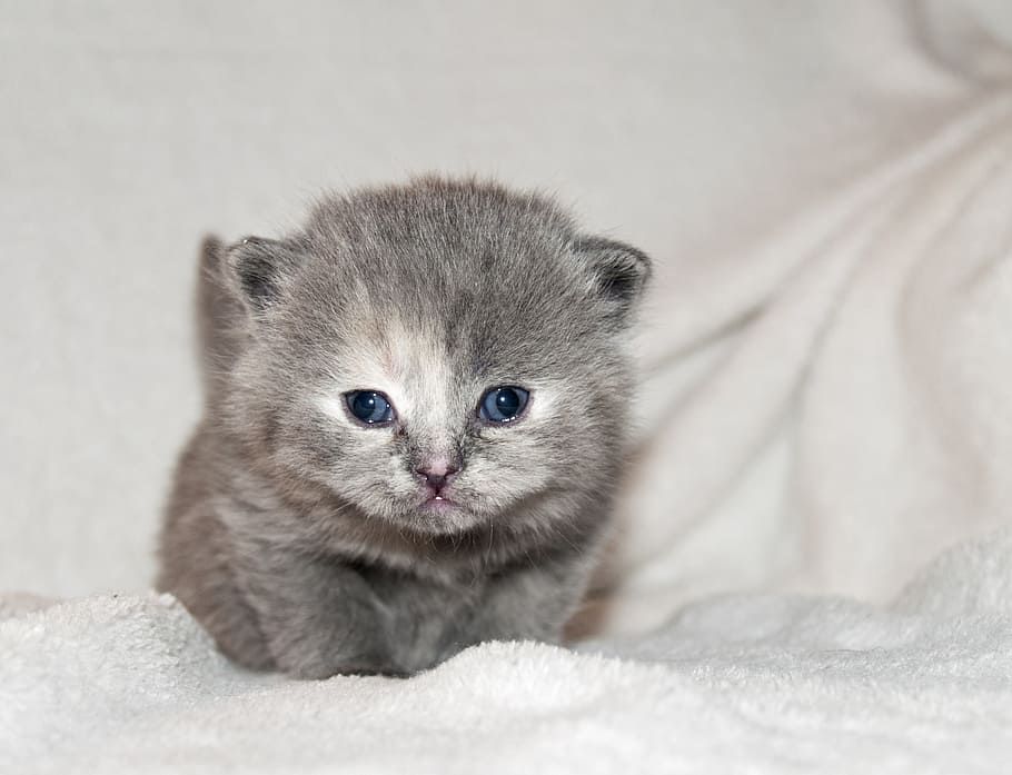 gray, kitten, white, textile, cat, puppy, fluffy, kitty, pets, domestic Cat