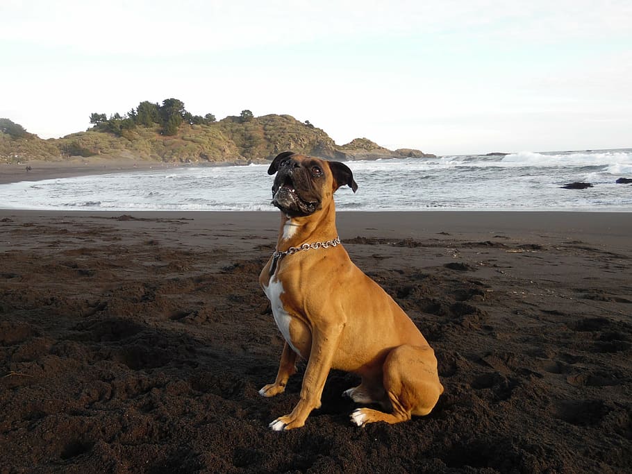 dog, boxer, beach, canine, pets, domestic, sea, water, domestic animals, land