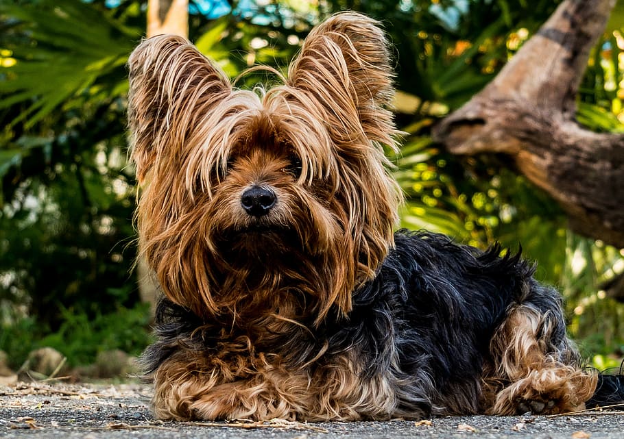 adult, black, tan, dog, small dog, pets, animal, yorkshire Terrier, cute, outdoors
