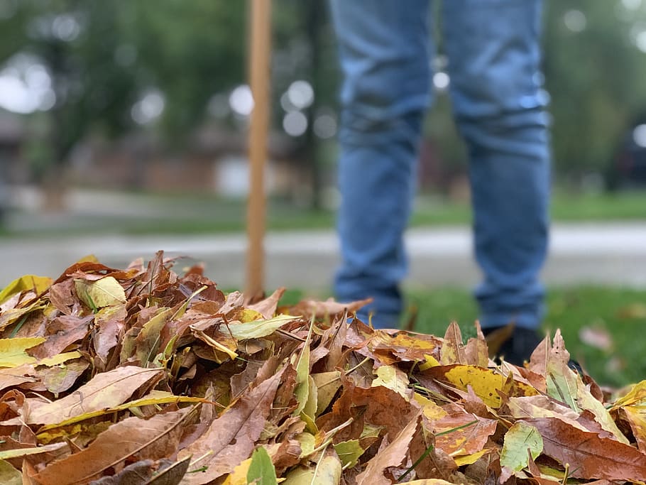 leaves, fall, autumn, raking, leaf, season, one person, low section, focus on foreground, plant part
