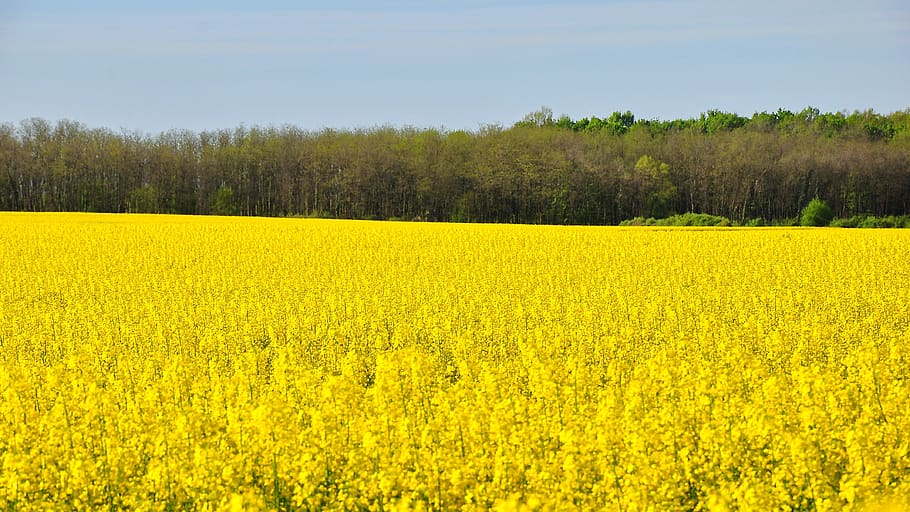 rape, spring, canola field, yellow, nature, plant, growth, landscape, beauty in nature, scenics - nature