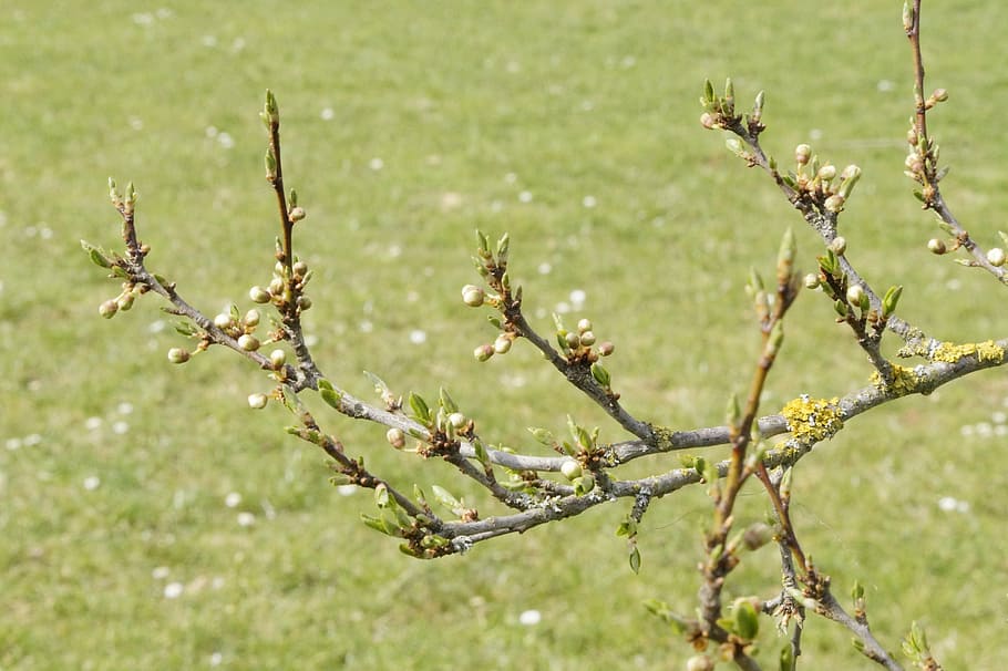 tree, sprout, knock out, april, shoots, bud, spring, lenz, renewal, grow
