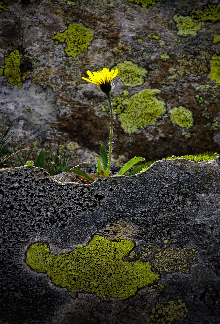 bunga, hanya, kuning, batu, granit, keras, hijau, lumut, alam, bunga-bunga