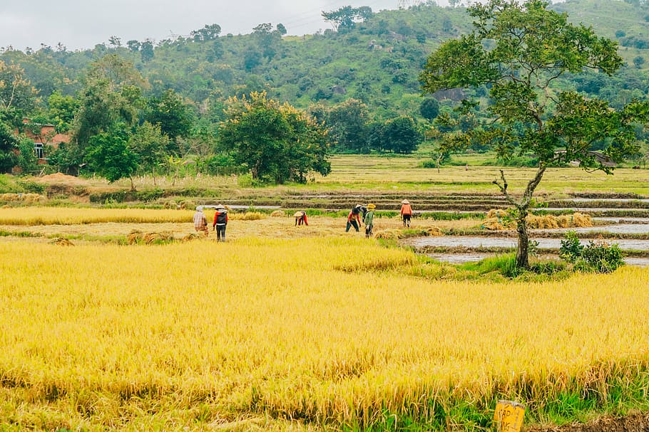 rice, farmer, asia, agriculture, people, plant, vietnamese, harvesting, traditional, nature