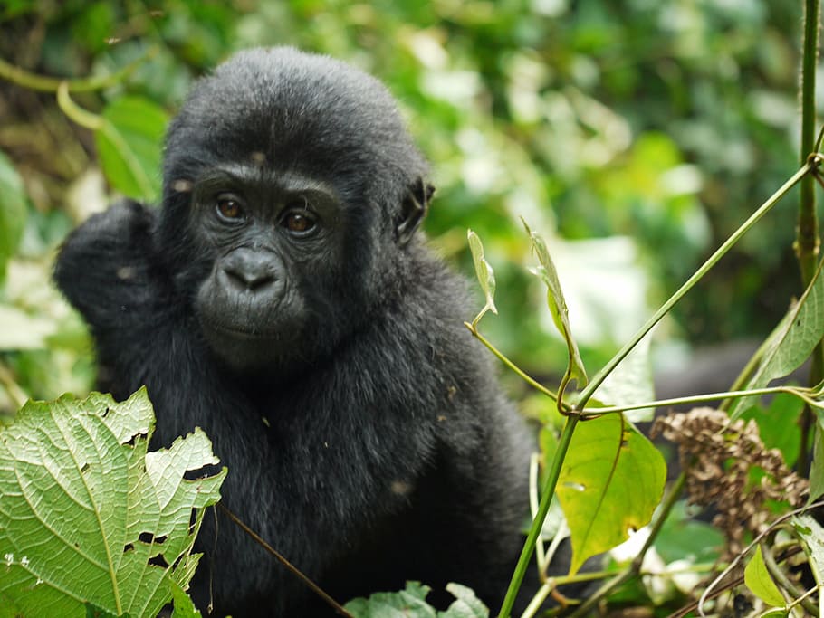 preto, macaco, cercado, plantas, gorila, bebê, gorila da montanha, uganda, animal selvagem, áfrica