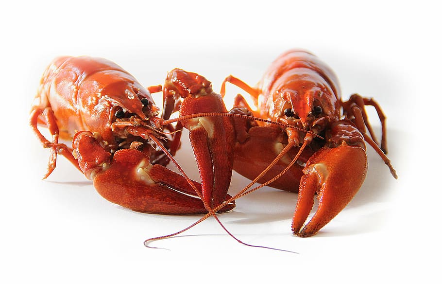 foto, dua, lobster, udang karang, swedia, pesta udang karang, merah, kanker, makanan laut, latar belakang putih