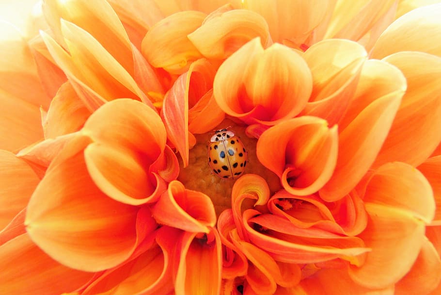 orange, ladybug, flower, dahlia, colorful, bright, beetle, blossom, bloom, dahlia garden