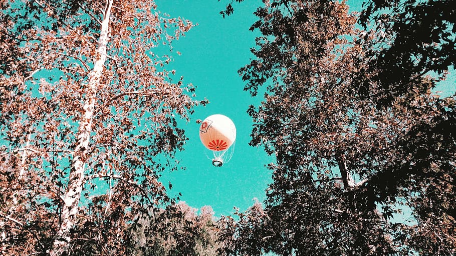 white, hot, air balloon, red, air, baloon, sky, tree, plant, nature