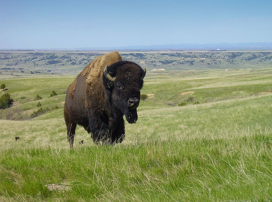 black, yak, green, grass lawn, daytime, bison, buffalo, american, animal, mammal