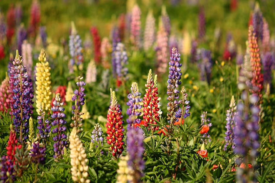 Lupins, Natural, Flower, summer, nature, plant, purple, outdoors, green Color, beauty In Nature