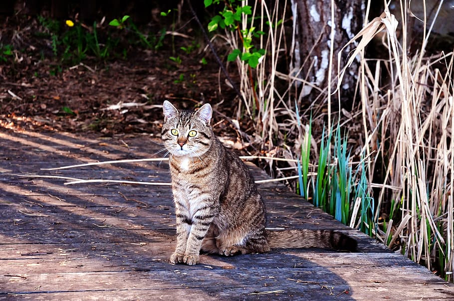gray, brown, tabby, cat, sitting, grass, pet, animals, nature, outdoors