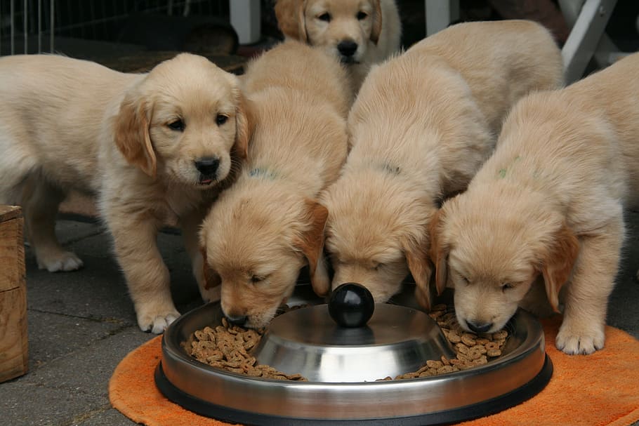 cachorro de golden retriever, cachorro de perro, lindos cachorros comiendo, mascotas, nacional, canino, perro, temas de animales, animal, mamífero