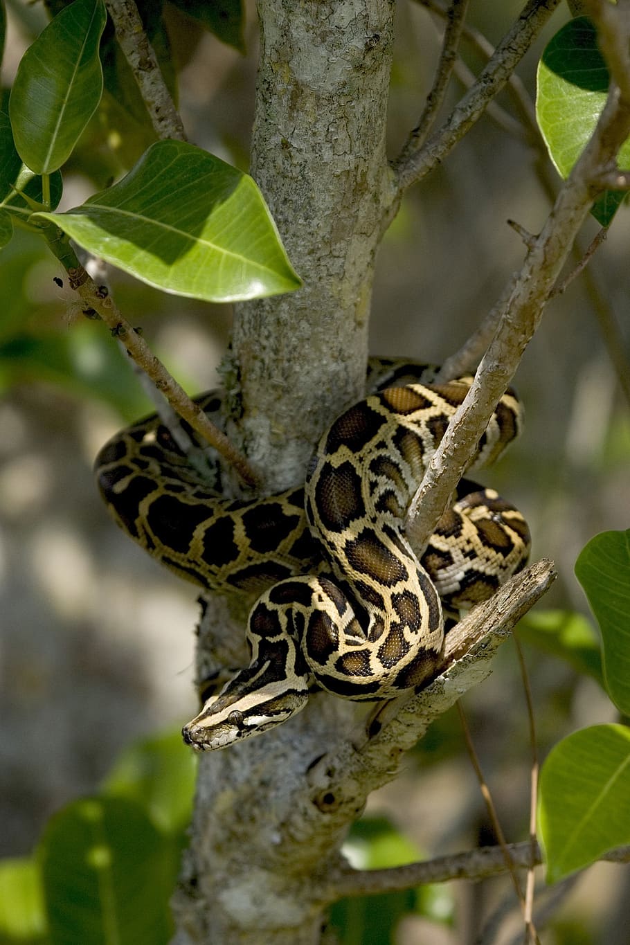burmese python, snake, tree, coiled, wildlife, everglades, florida, usa, reptile, nature