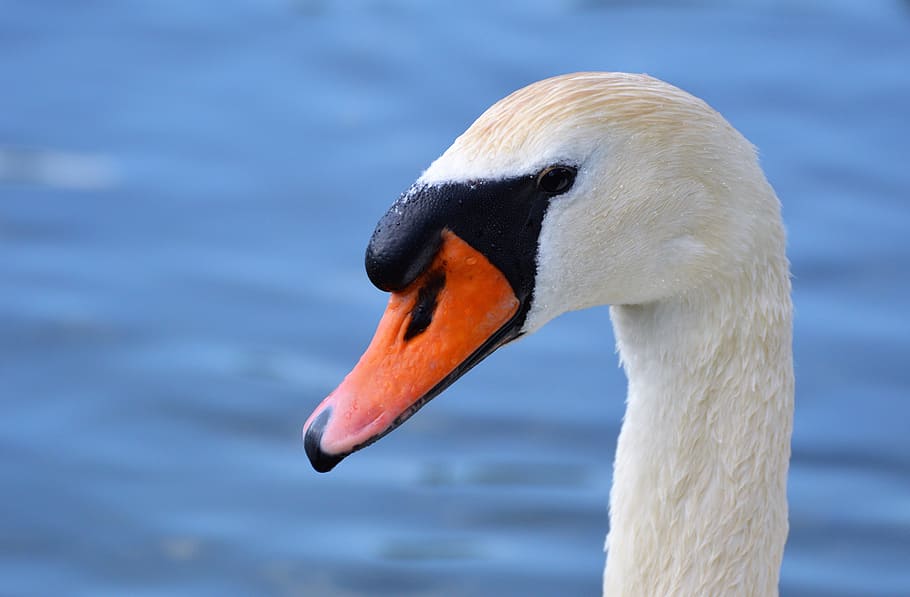 Swan, Head, Water Bird, Bird, Bird, swan head, bird, bill, white, pride, elegant
