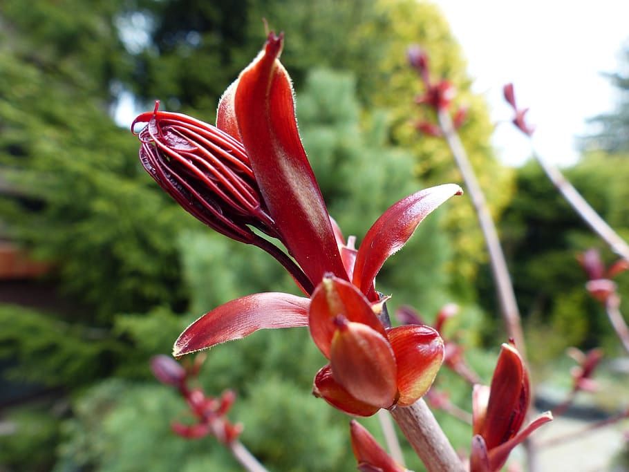 Красный стебель. Schamblume. Schamblume переведи. Atractocarpus bracteatus описание уход фото.