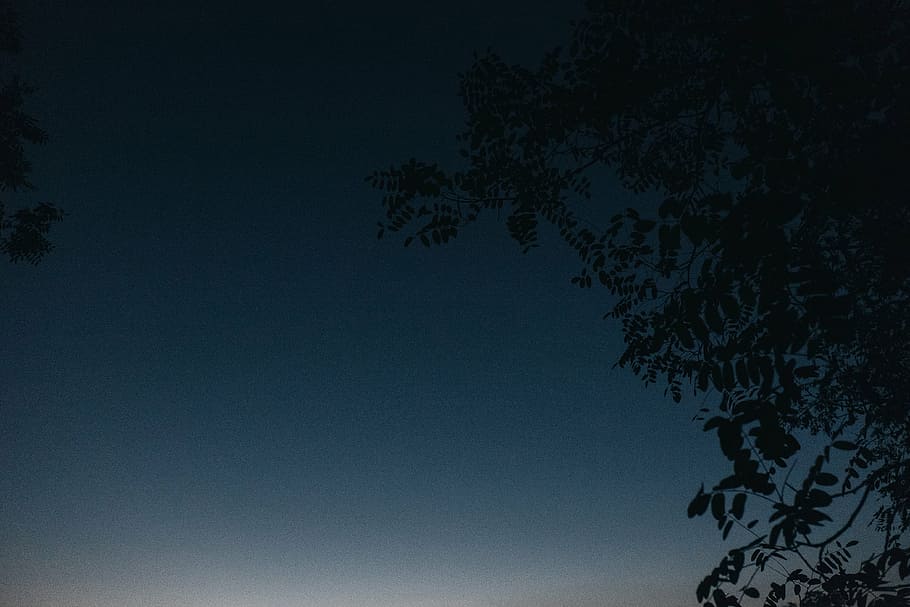 silhouette photo, tree, leaves, low, angle, blue, sky, dusk, dark, night