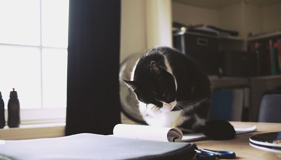 selective, focus photography, white, black, cat, table, notebooks, interior, home, dutch