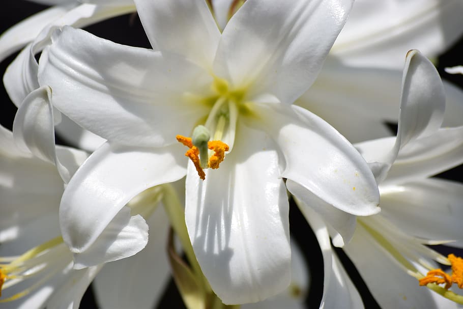 foto de enfoque, blanco, flores de pétalos, flor, naturaleza, planta, pétalo, floral, lirio, amoroso