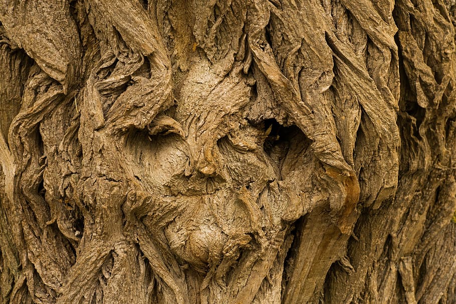 untitled, tree, face, tree face, background, desktop background, log, nature, old, wood