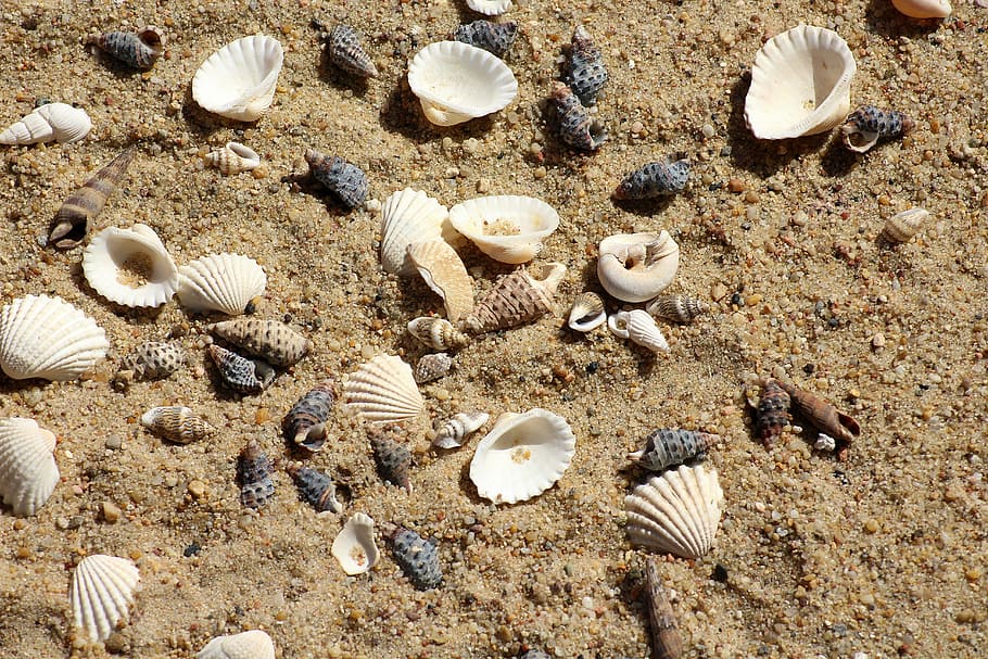 white, seashells, brown, sand, shells, beach, rest, summer, holidays, the sun