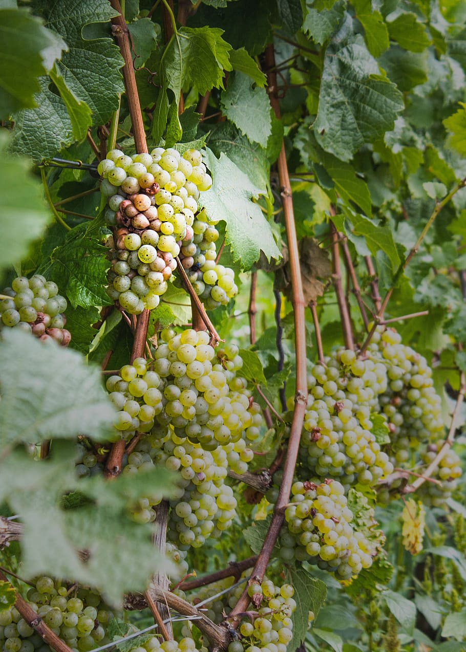 wine, vines, winegrowing, vine, vineyard, nature, grape, rebstock, green grapes, autumn
