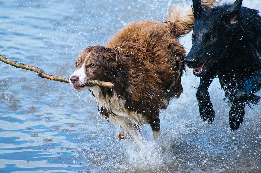 animais, cães, correr, brincar, buscar, corrida, adorável, natureza, água, costa