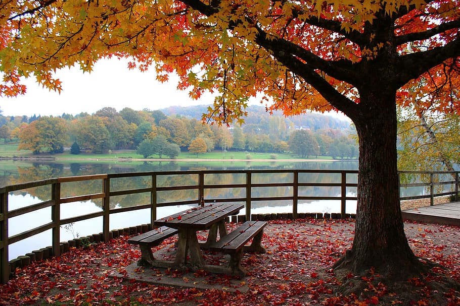 fall, maple, pond, bench, nature, season, foliage, red, yellow, orange