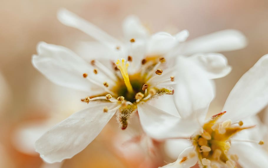 putih, ceri, mekar, bunga, closeup, fotografi, kelopak, kabur, alam, musim semi