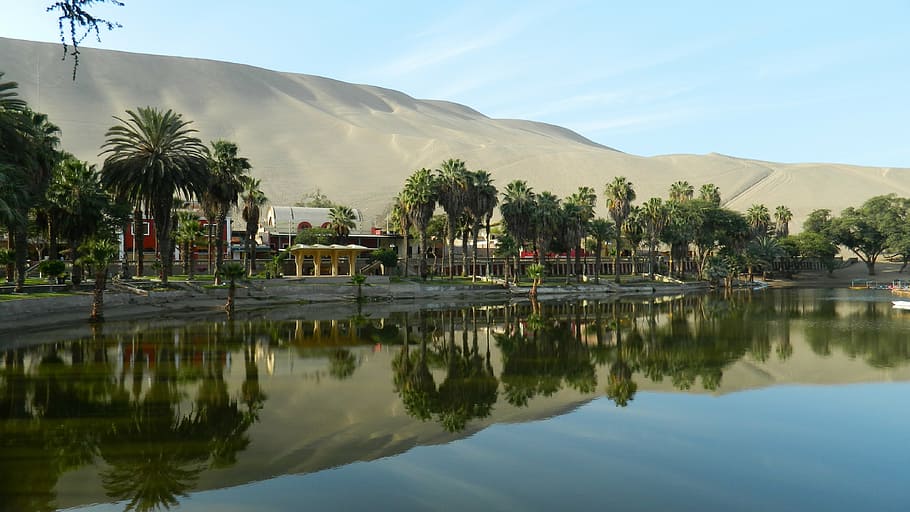 body, water, surrounded, tree, blue, skies, oasis of huacachina, ica - peru, water mirror, reflection