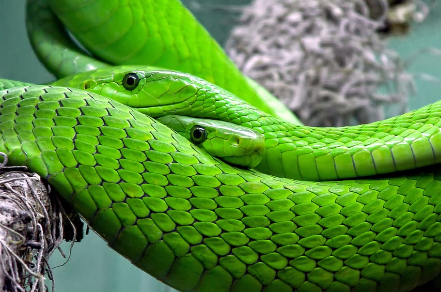 two, green, snakes, brown, tree branch, snake, mamba, green mamba, toxic, lizard