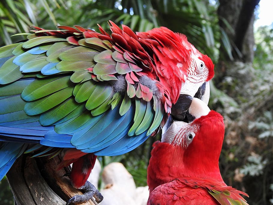 parrot, birds, couple, bird, animal themes, macaw, vertebrate, animal, animal wildlife, animals in the wild