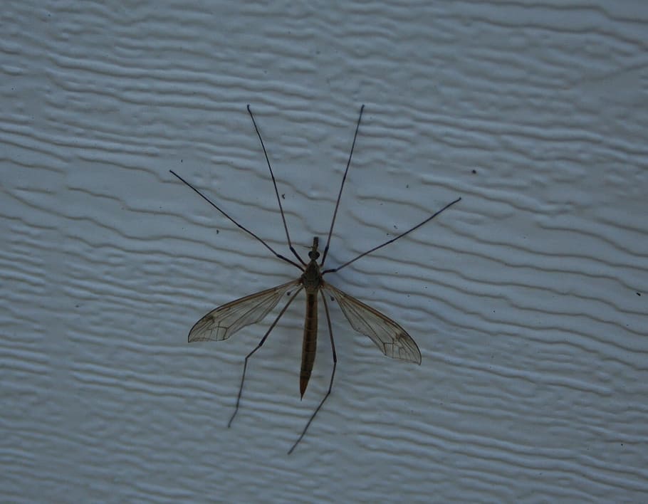 Mosquito, Insect, Sucker, Blood, Pest, bug, malaria, disease, parasite, symbol