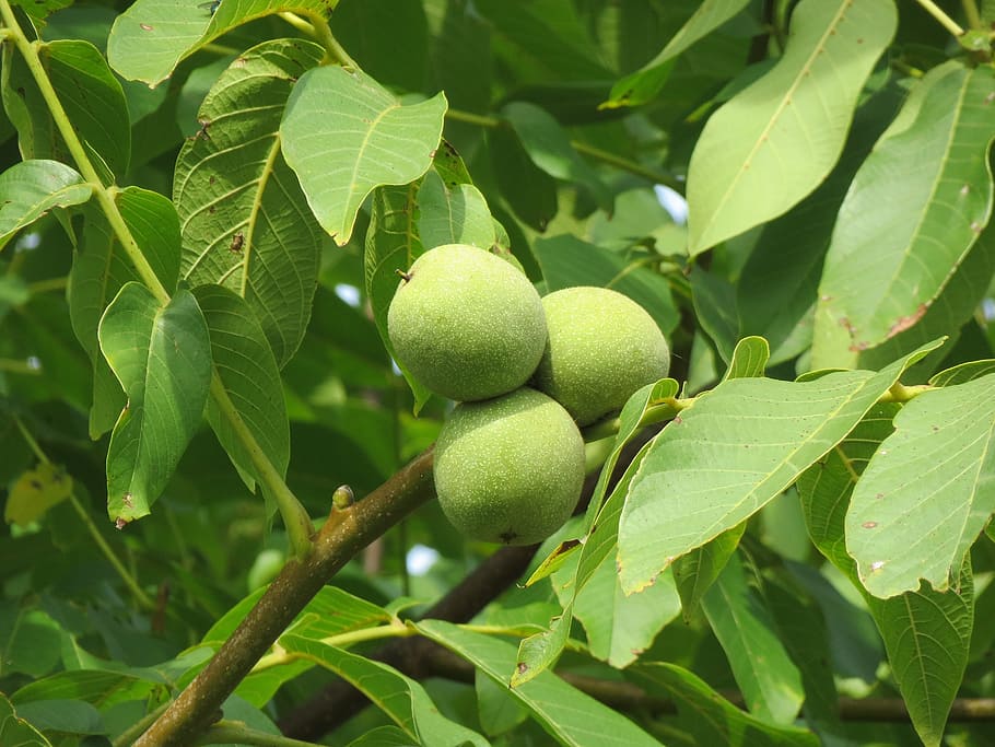 juglans regia, persian walnut, english walnut, common walnut, nut, fruit, plant, tree, leaves, botany