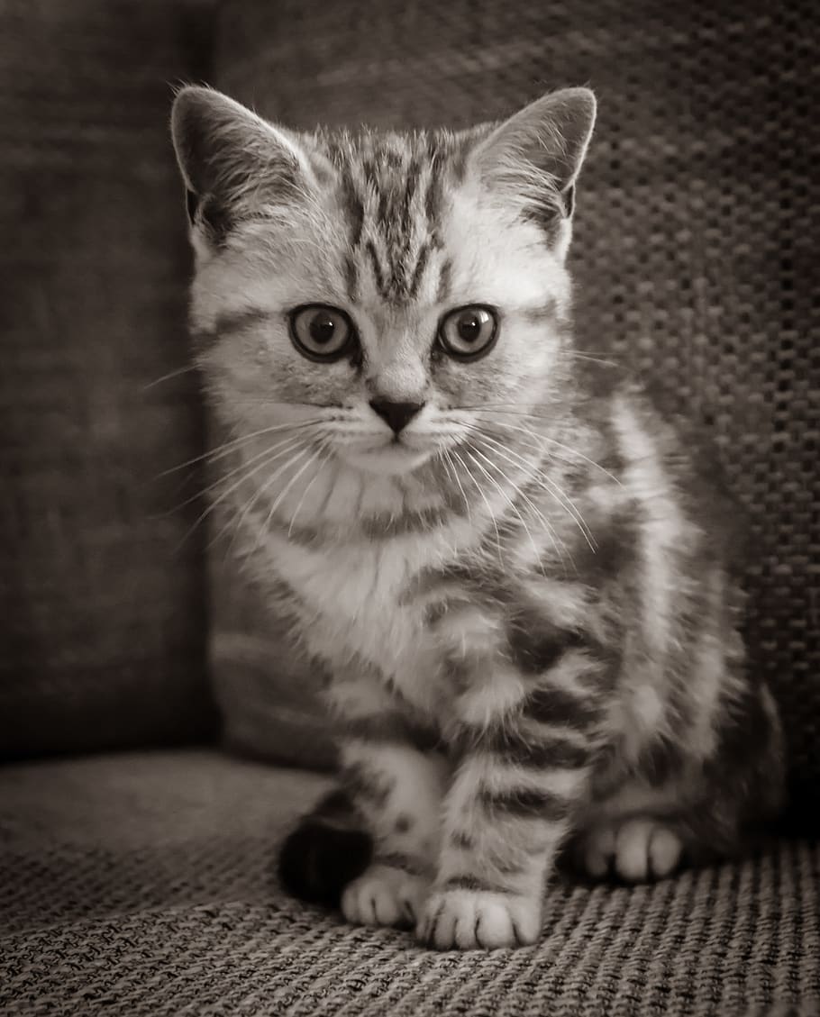 Cat Kitten Cat Baby Pet British Shorthair Bkh Domestic Cat Thoroughbred Sweet Cute Pxfuel