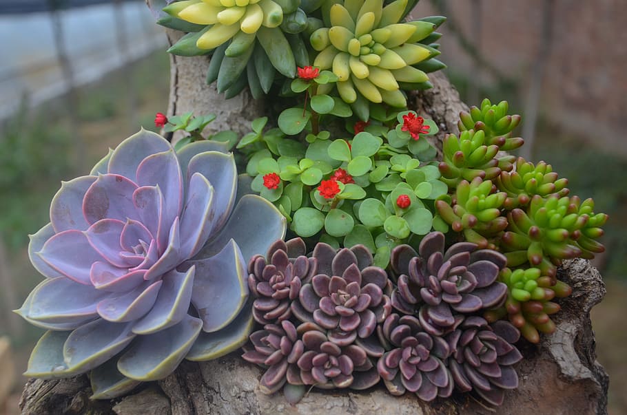 several succulent plants, plant, succulent plants, flower, nature, succulent Plant, flowering plant, beauty in nature, growth, freshness